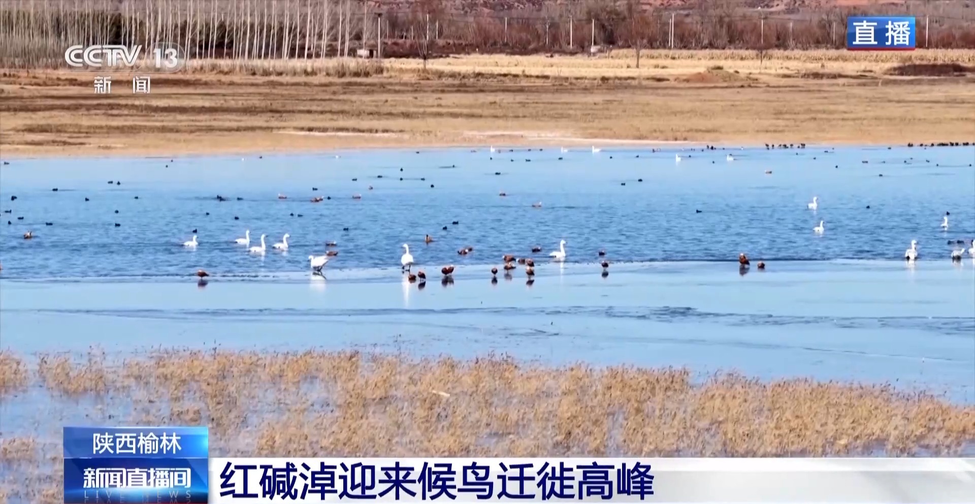 红碱淖迎来候鸟迁徙高峰 保护区多举措温情护航