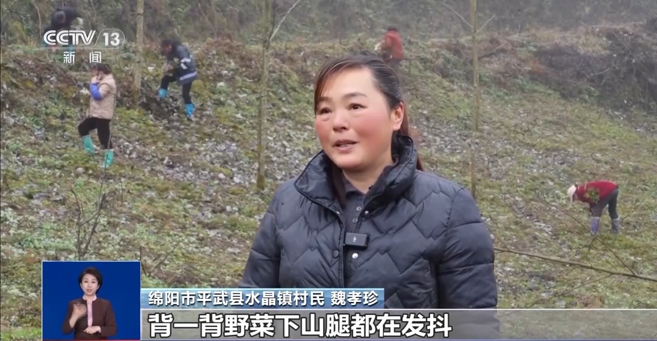 山野菜坐上无人机冷链车 春菜上桌鲜灵劲儿足