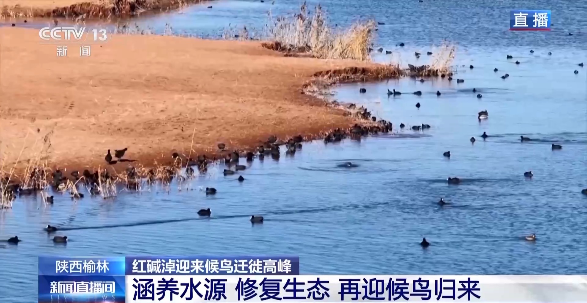 红碱淖迎来候鸟迁徙高峰 保护区多举措温情护航