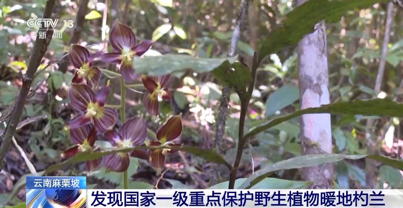 云南麻栗坡发现国家一级重点保护野生植物暖地杓兰