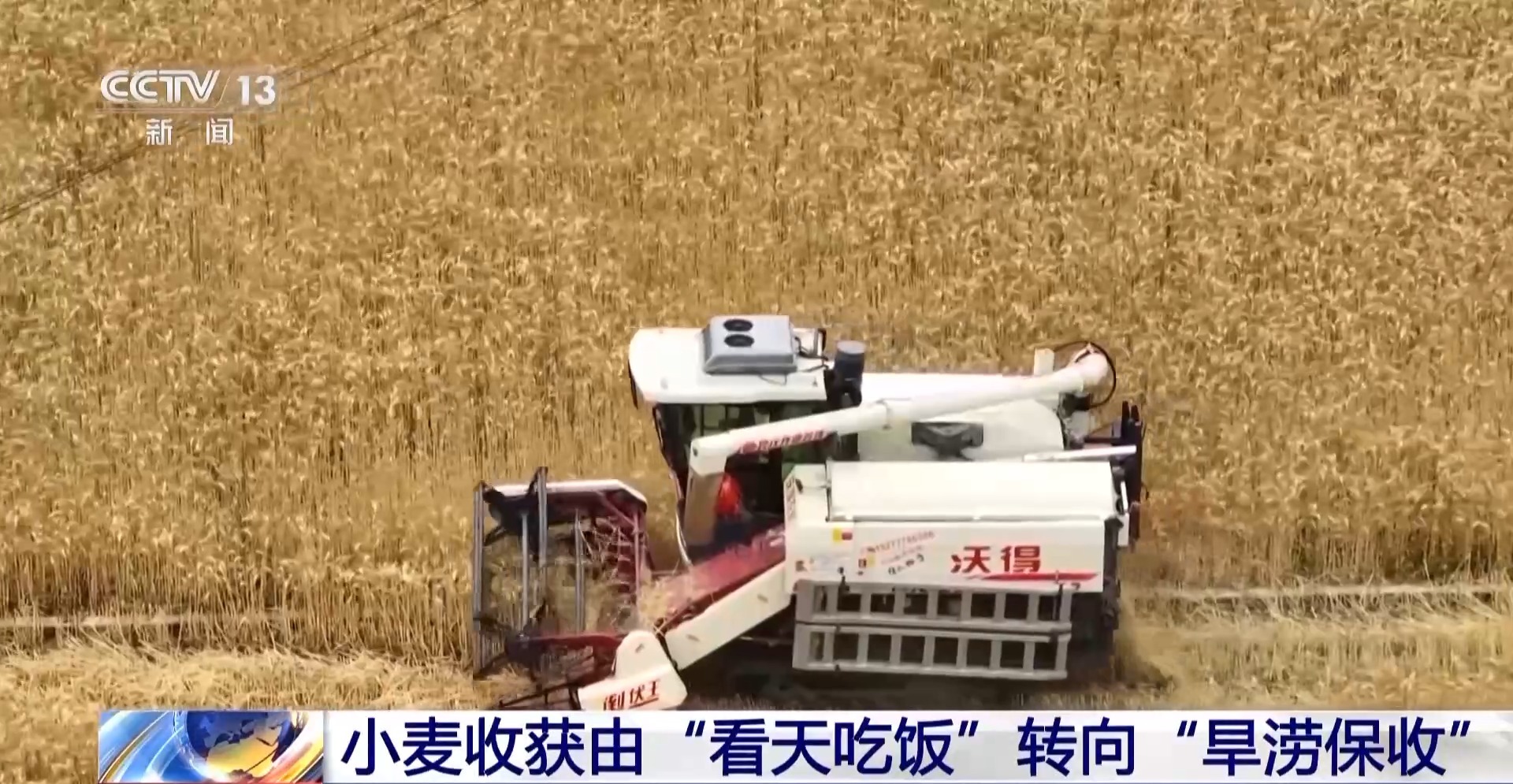 今年新麦有点香~ 品质上佳 价格稳中有升有保障