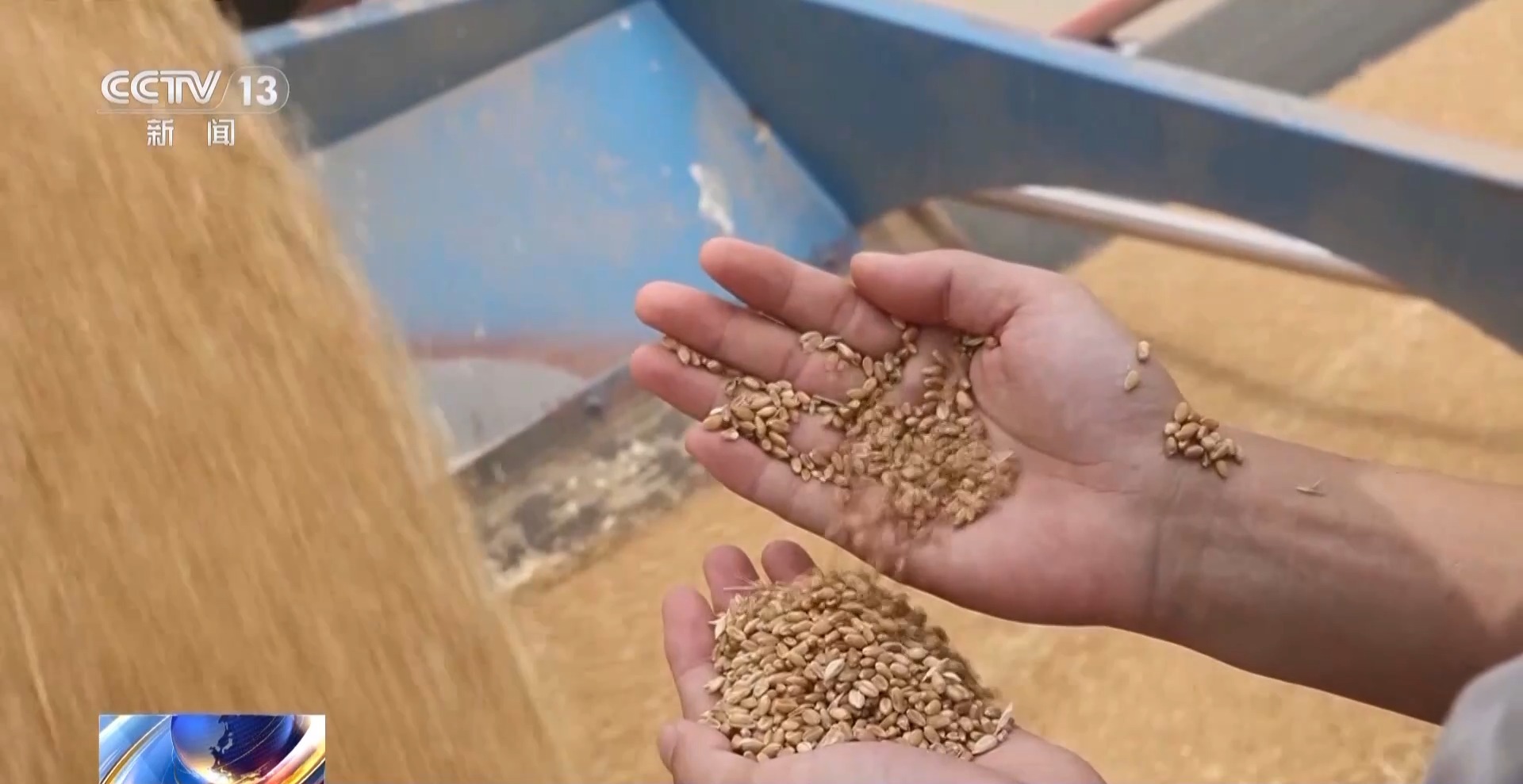 今年新麦有点香~ 品质上佳 价格稳中有升有保障