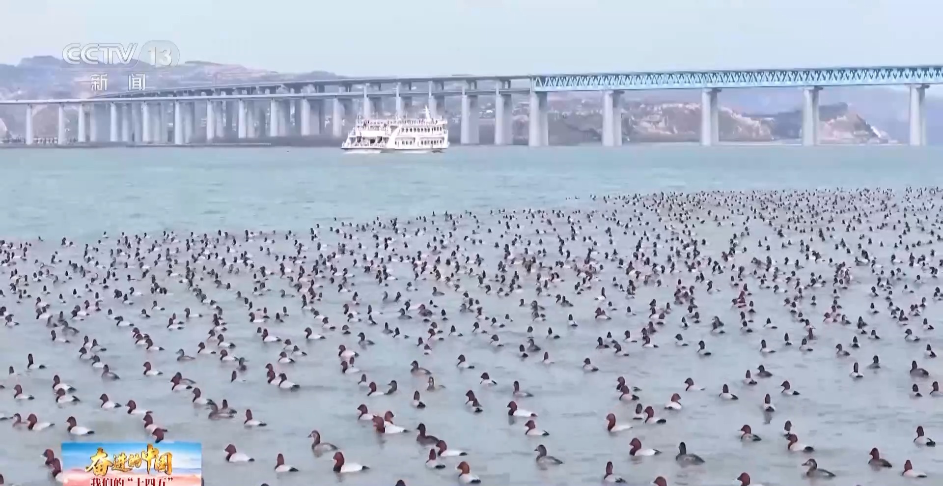 首批大天鵝已抵達！來三門峽黃河濕地赴一場生態(tài)與文化之約