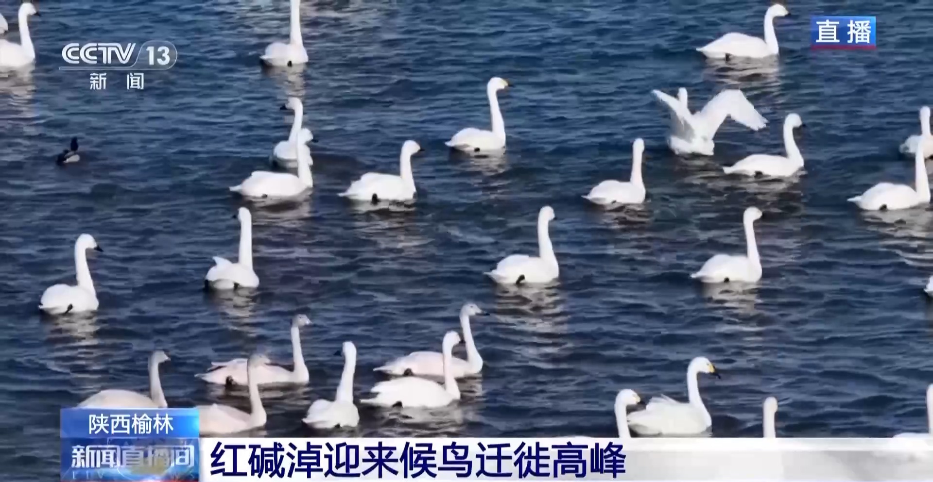 红碱淖迎来候鸟迁徙高峰 保护区多举措温情护航