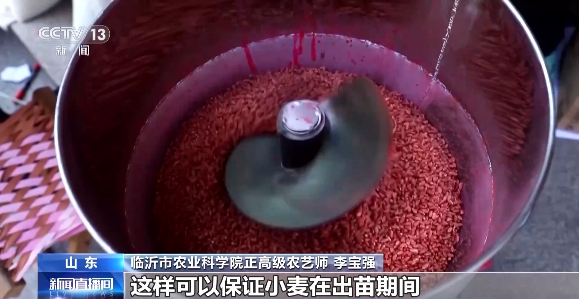 秋收秋种遇上连阴雨 晚播小麦有技巧 专家支招→