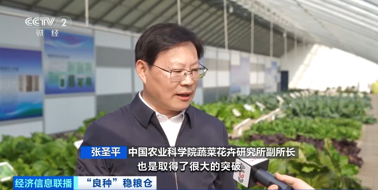 从依赖进口到实现国产替代 “中国种”筑牢“菜篮子”安全根基