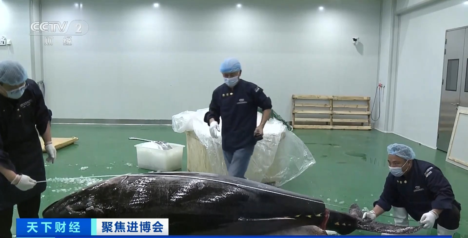 西班牙大鱼“游”进上海！3.1米 “蓝鳍金枪鱼王”将亮相进博会