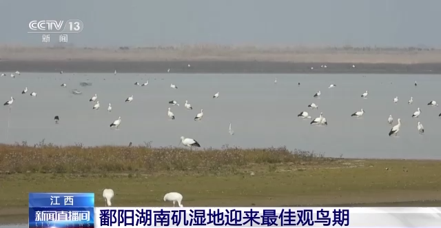 美!江西鄱阳湖南矶湿地迎来最佳观鸟期 - 社会 - 舜网新闻