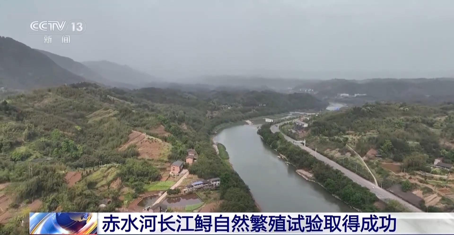 赤水河长江鲟自然繁殖试验取得成功