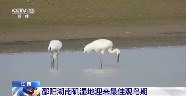 美!江西鄱阳湖南矶湿地迎来最佳观鸟期 - 社会 - 舜网新闻