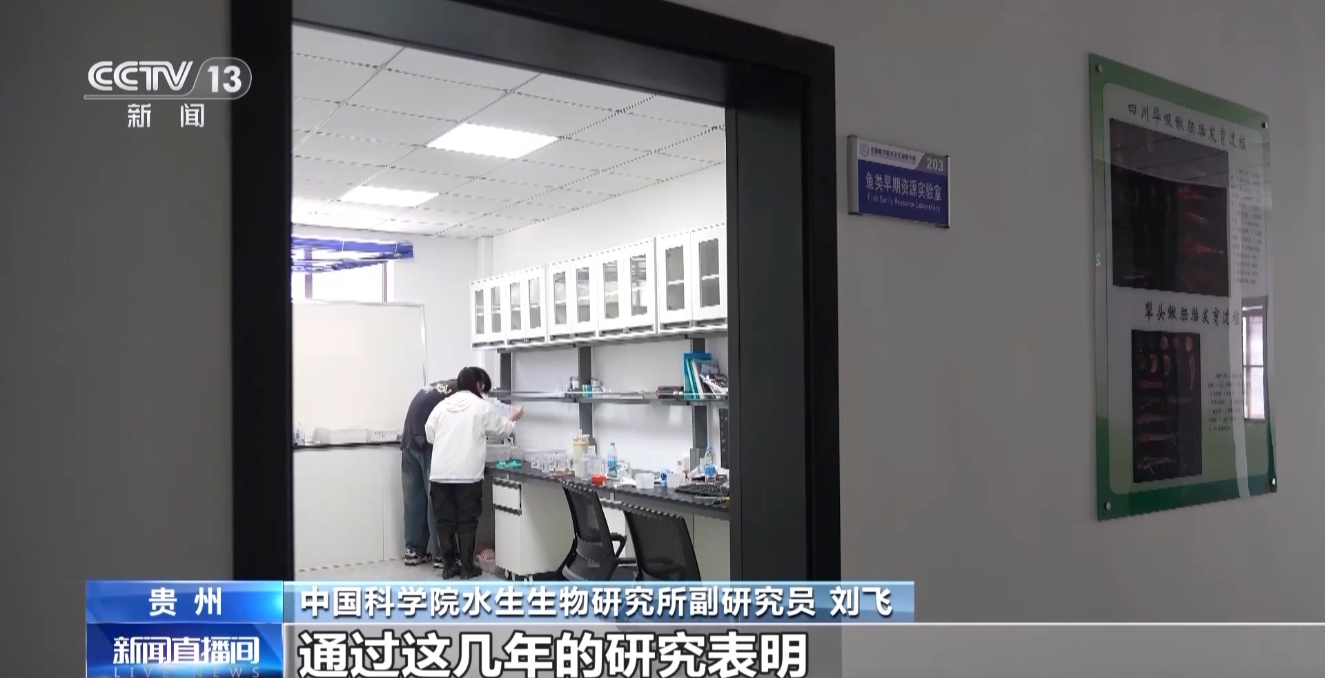 赤水河长江鲟自然繁殖试验取得成功