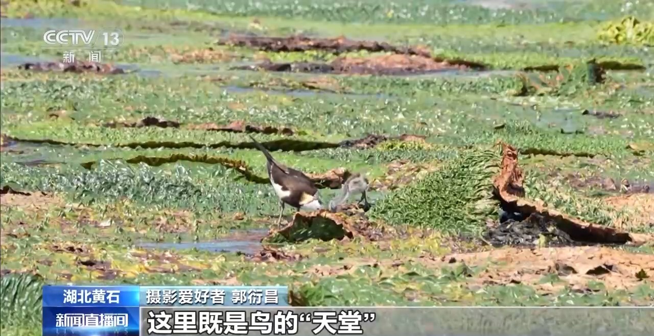 网湖湿地雏鸟出窝 夏候鸟种群数量创新高