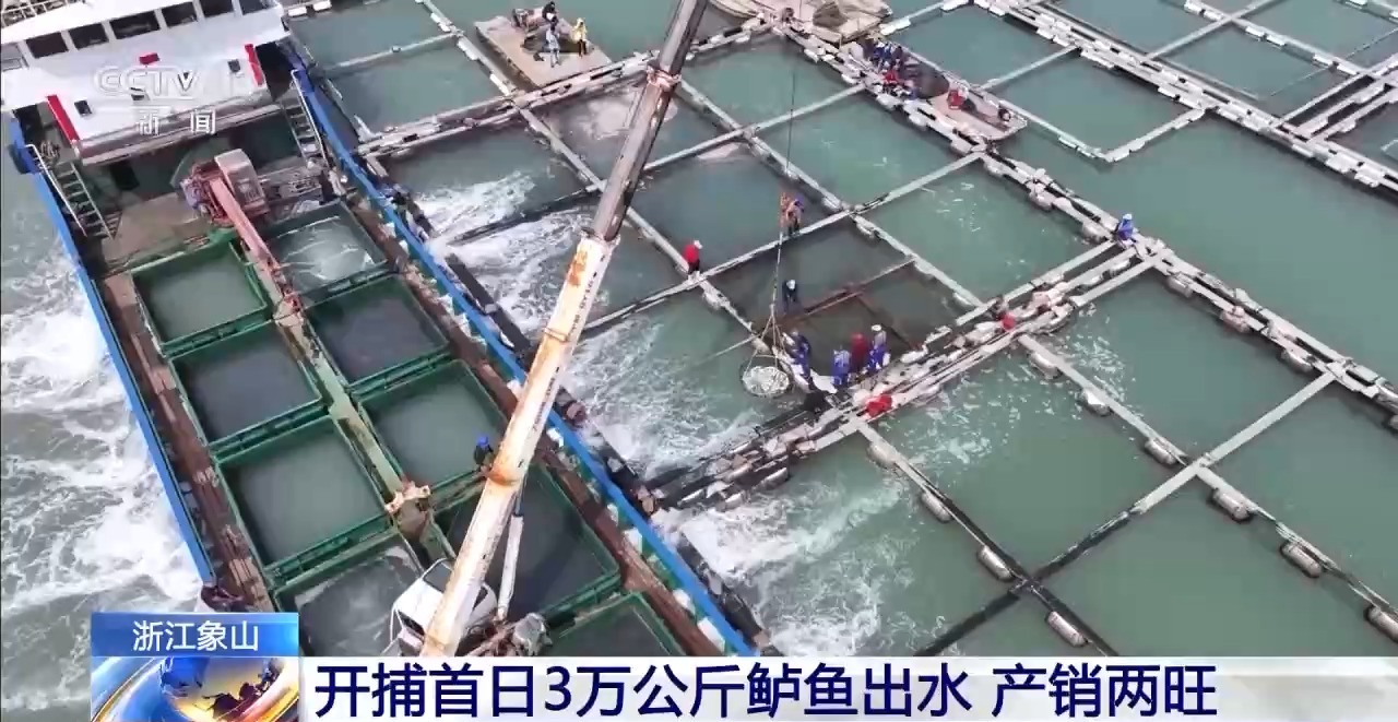 渔民们迎来丰收季 开捕首日3万公斤鲈鱼出水