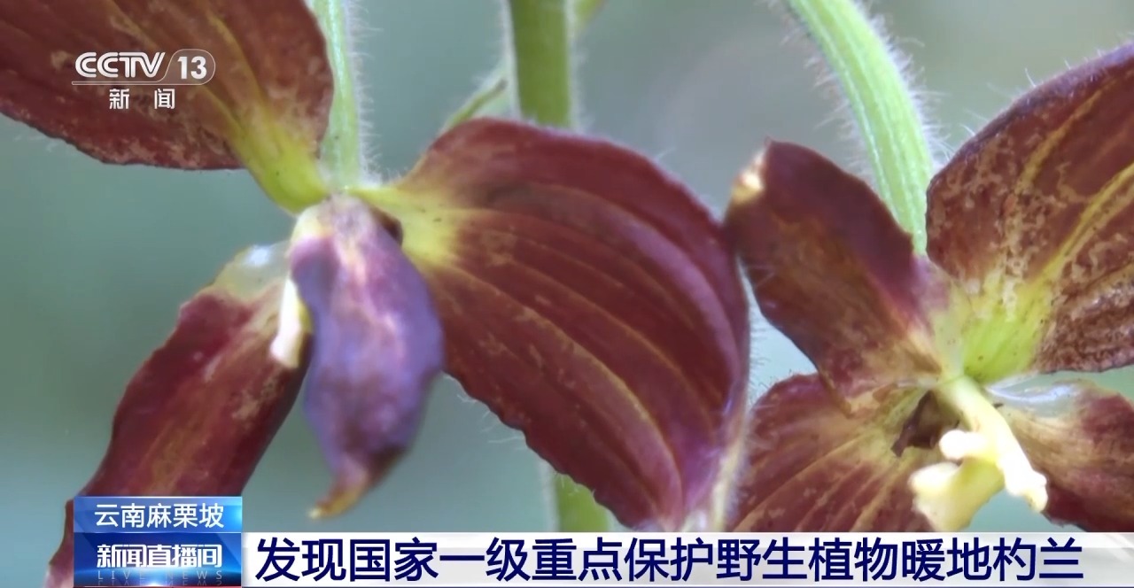云南麻栗坡发现国家一级重点保护野生植物暖地杓兰