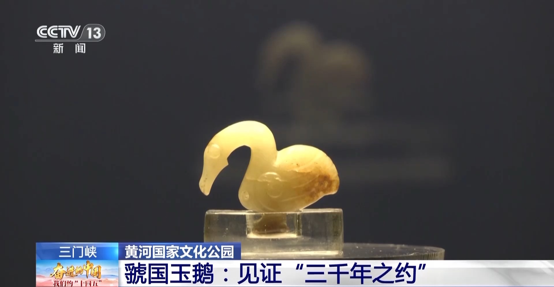 首批大天鵝已抵達！來三門峽黃河濕地赴一場生態(tài)與文化之約