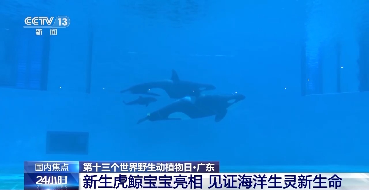 金雕、豹猫等放归自然 八达岭林场迎特殊“归客”