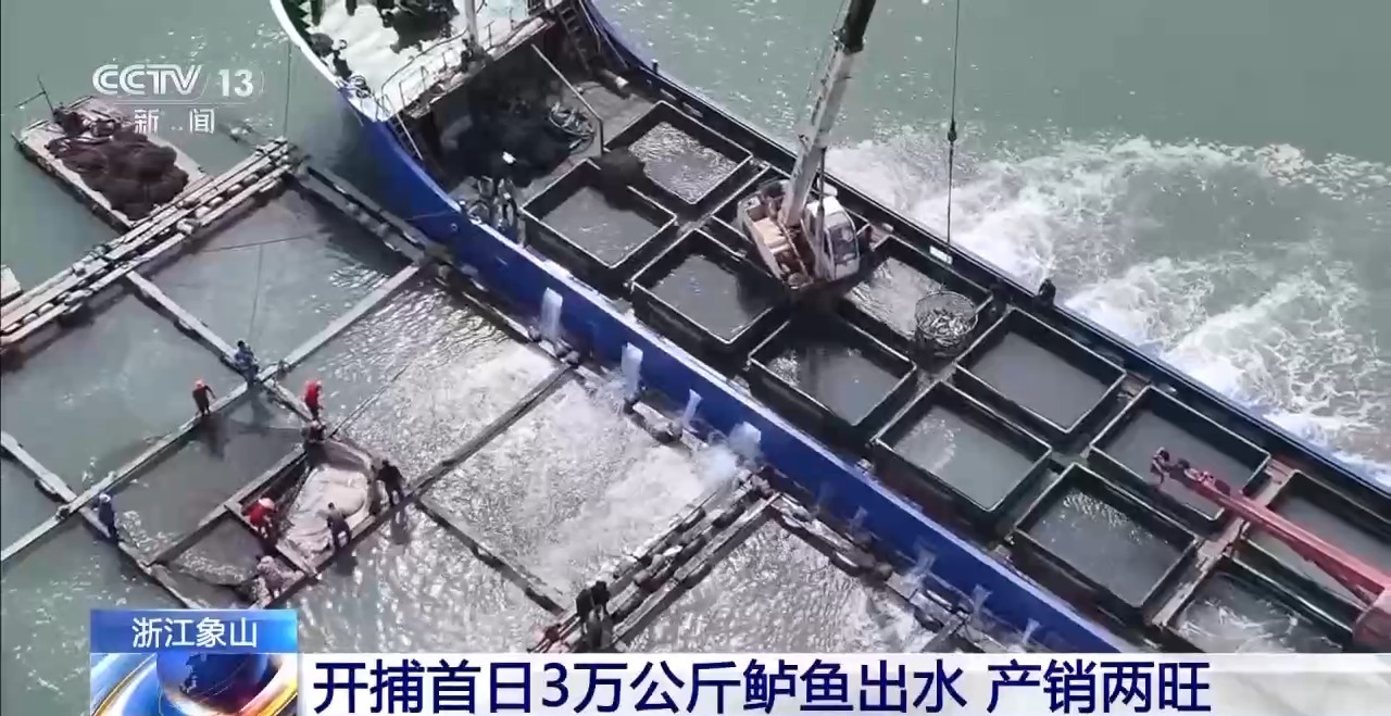 渔民们迎来丰收季 开捕首日3万公斤鲈鱼出水