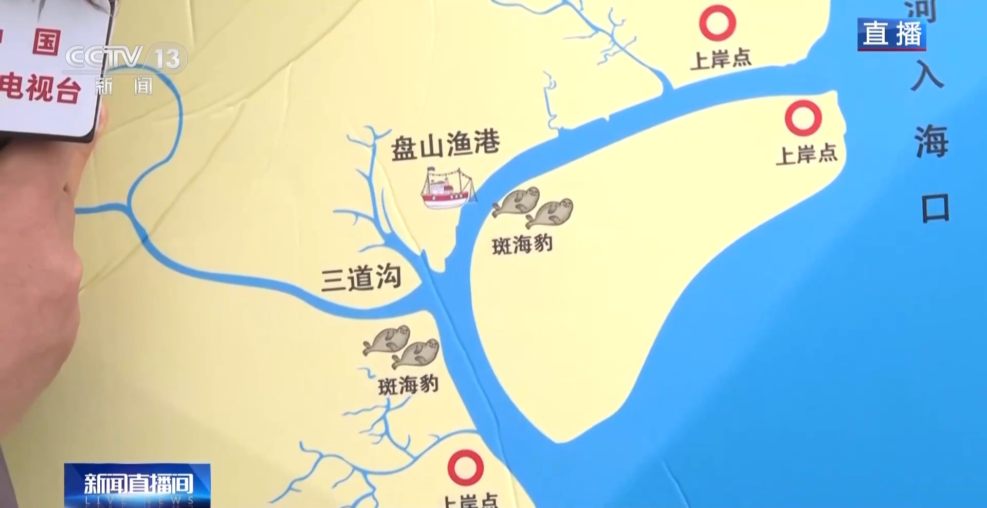 晒日光浴、学生存技能 超800只野生斑海豹现身辽东湾