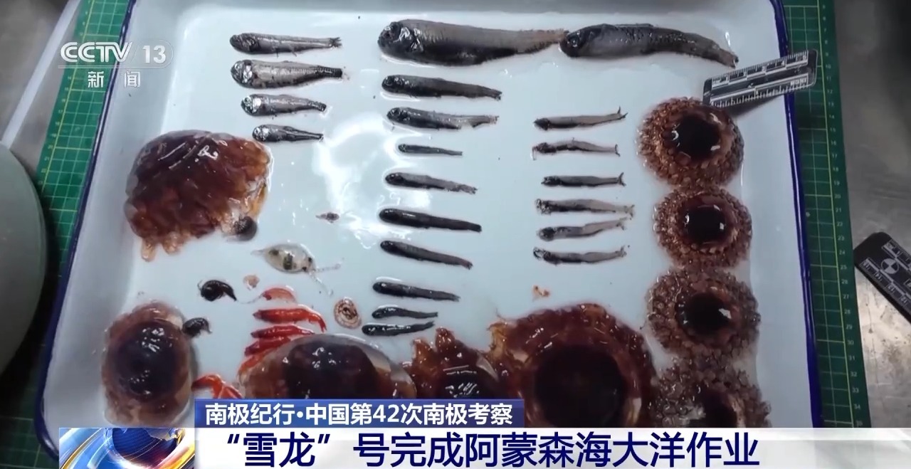 “雪龙”号完成阿蒙森海大洋作业 收获一批珍贵样品