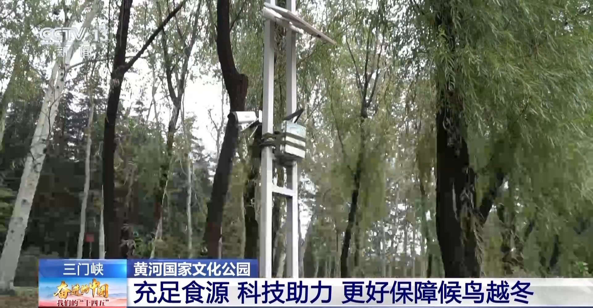 首批大天鵝已抵達！來三門峽黃河濕地赴一場生態(tài)與文化之約