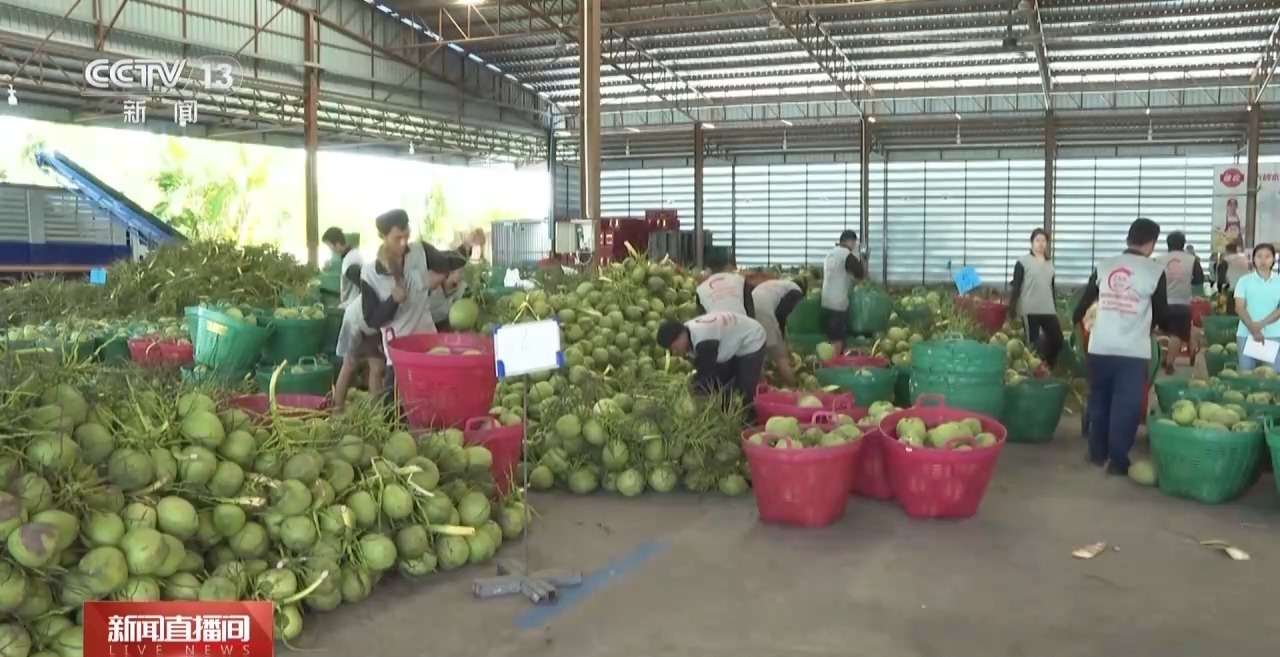 RCEP助力泰国香水椰开拓中国市场