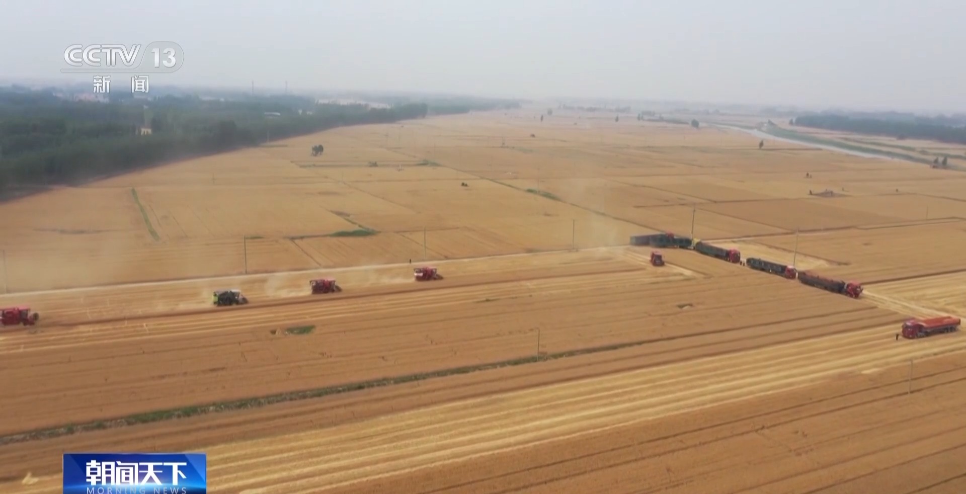 今年新麦有点香~ 品质上佳 价格稳中有升有保障