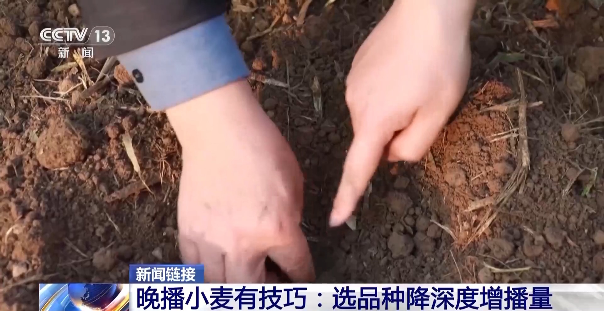 秋收秋种遇上连阴雨 晚播小麦有技巧 专家支招→