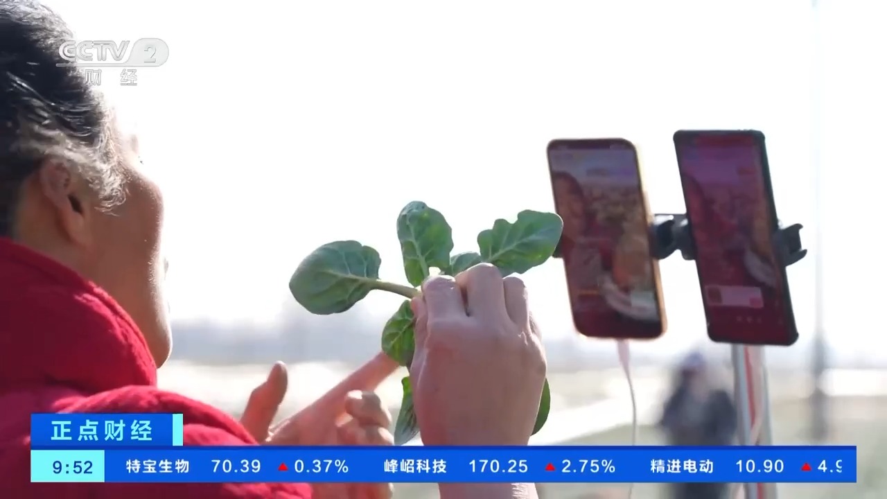 领“鲜”一步 新模式让春菜“出圈”助农增收