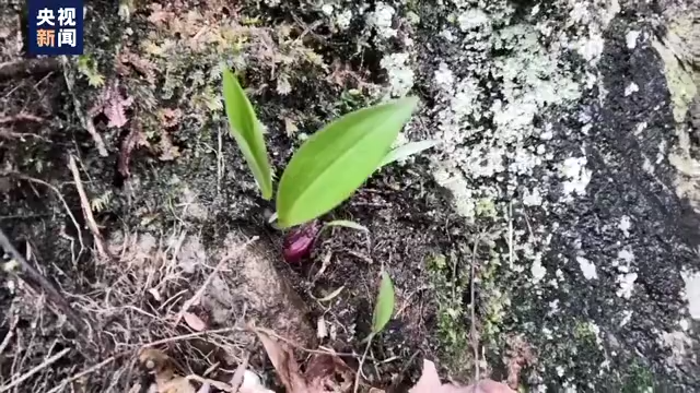 福建三明将乐县首次发现国家二级重点保护野生植物“台湾独蒜兰”