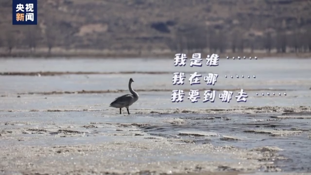大美中国 候鸟北归丨“丑小鸭”寻亲记
