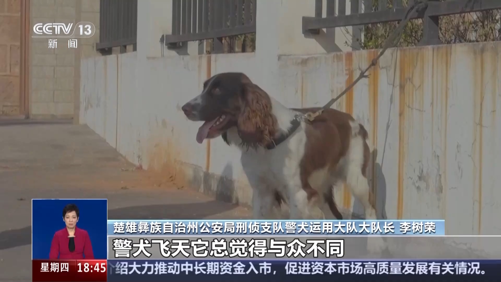 四只警犬被“点名批评” 其实可靠的它们各有绝活