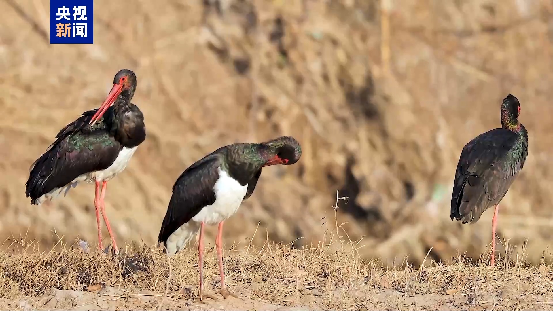 “鸟中大熊猫”黑鹳组团飞抵山西阳泉