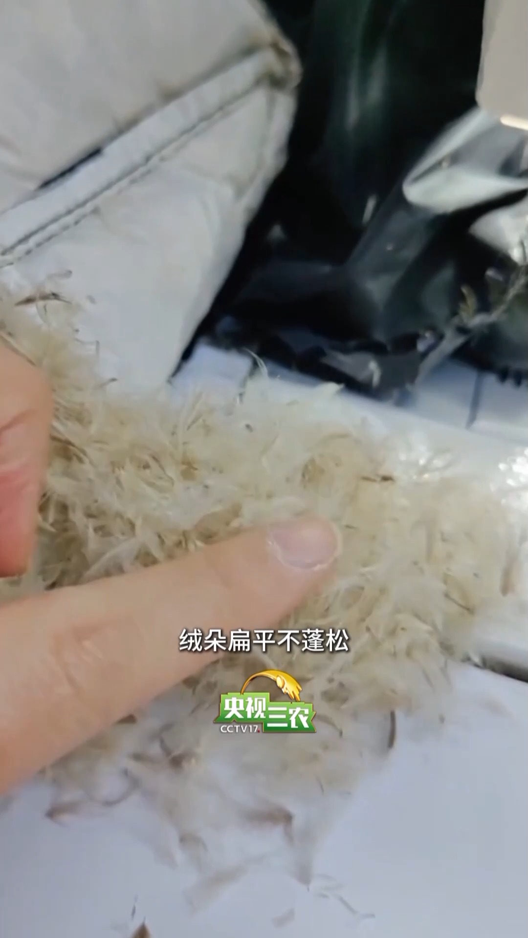 避开“假羽绒”陷阱 这样选购不花冤枉钱