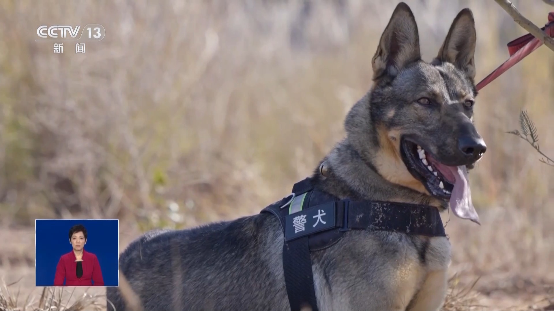 四只警犬被“点名批评” 其实可靠的它们各有绝活