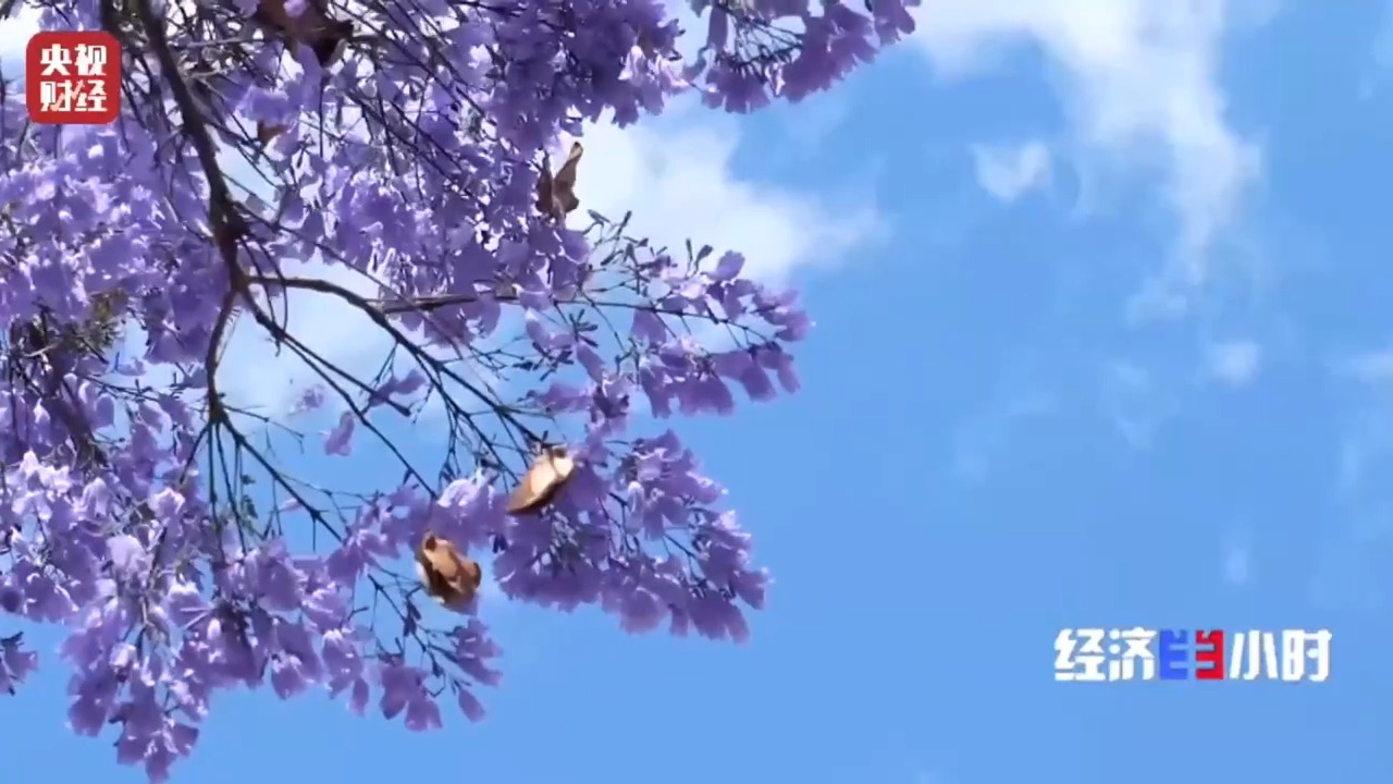 鲜花消耗很有名！引人入胜的“花”是下一个水