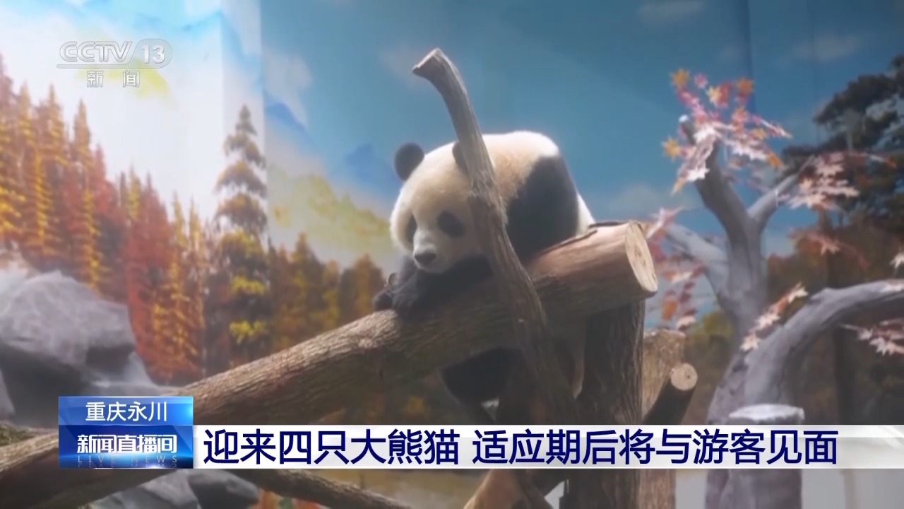 重庆新添4只大熊猫 适应期后将与游客见面