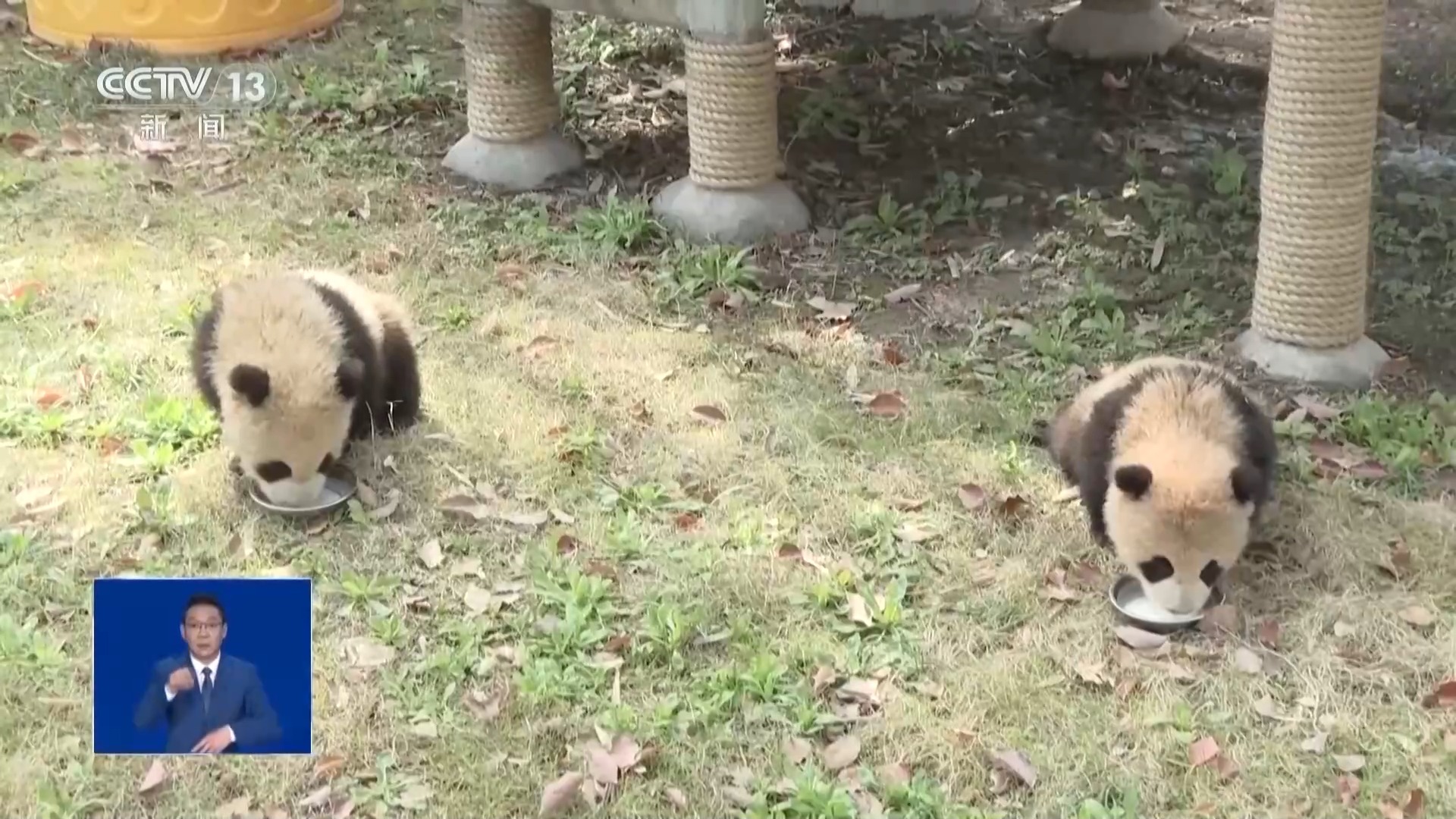 龙凤胎大熊猫“芊然”和“芊逸”迎户外首秀 松弛感拉满