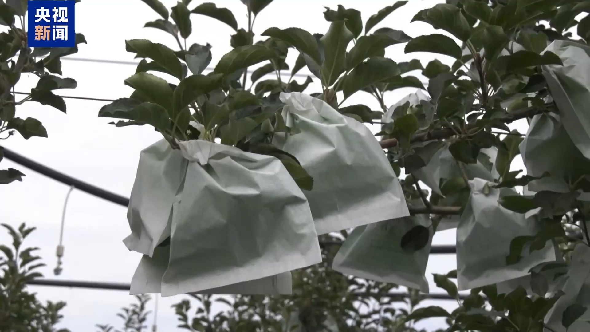 夏日水果便宜了！果农升级品种玩转深加工