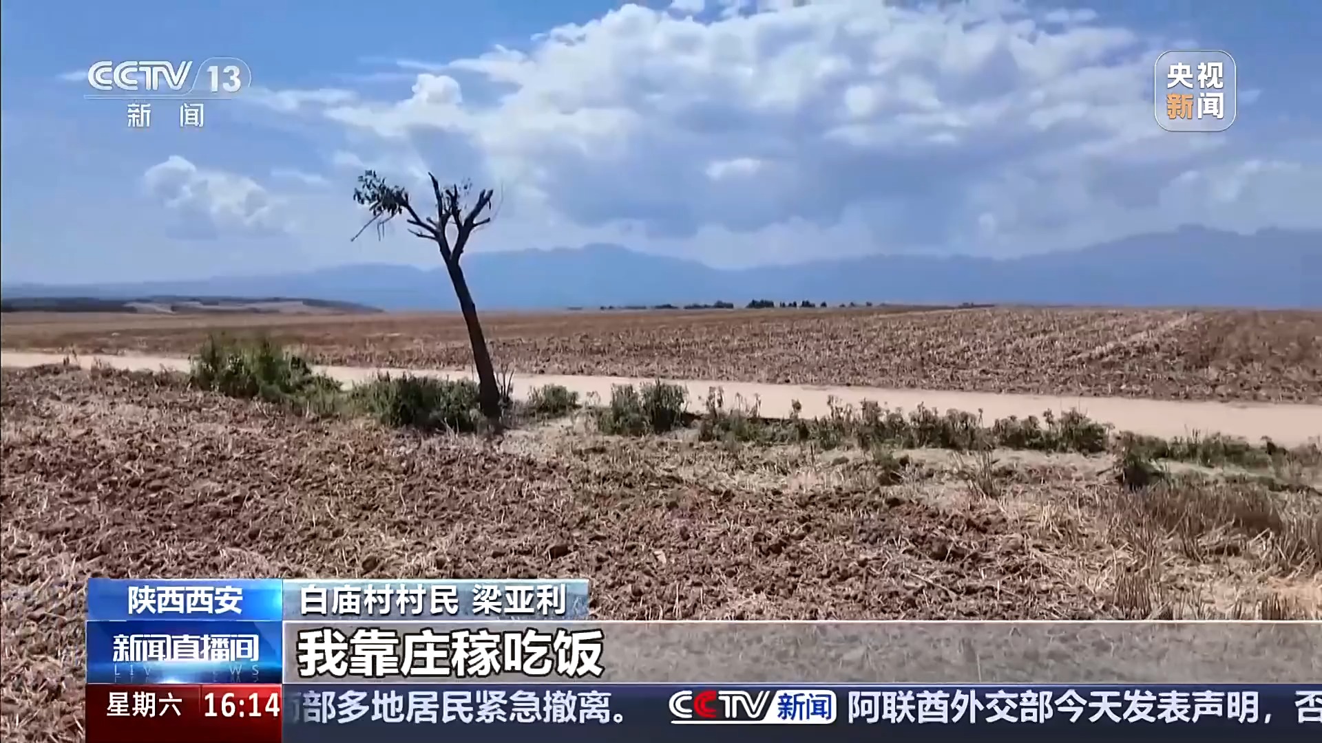 网红“孤独树”被村民无奈砍掉树冠,村委会:不追究_京报网