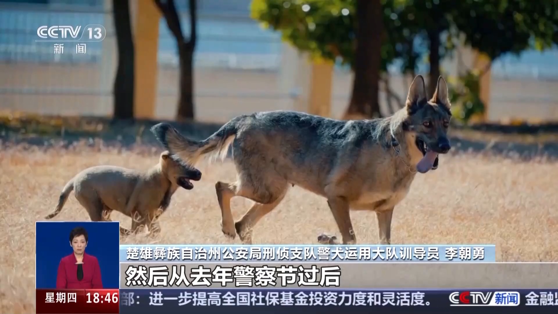 四只警犬被“点名批评” 其实可靠的它们各有绝活