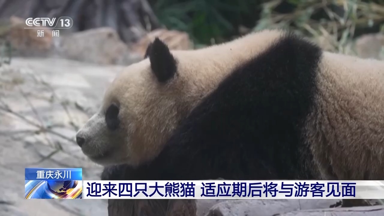 重庆新添4只大熊猫 适应期后将与游客见面