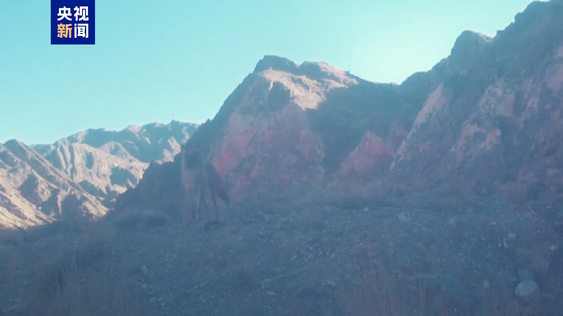 青海德令哈首次发现国家一级保护动物豺