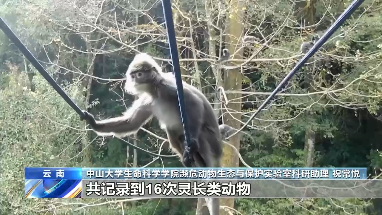 架设“空中走廊” 高黎贡山动物保护经验可复制