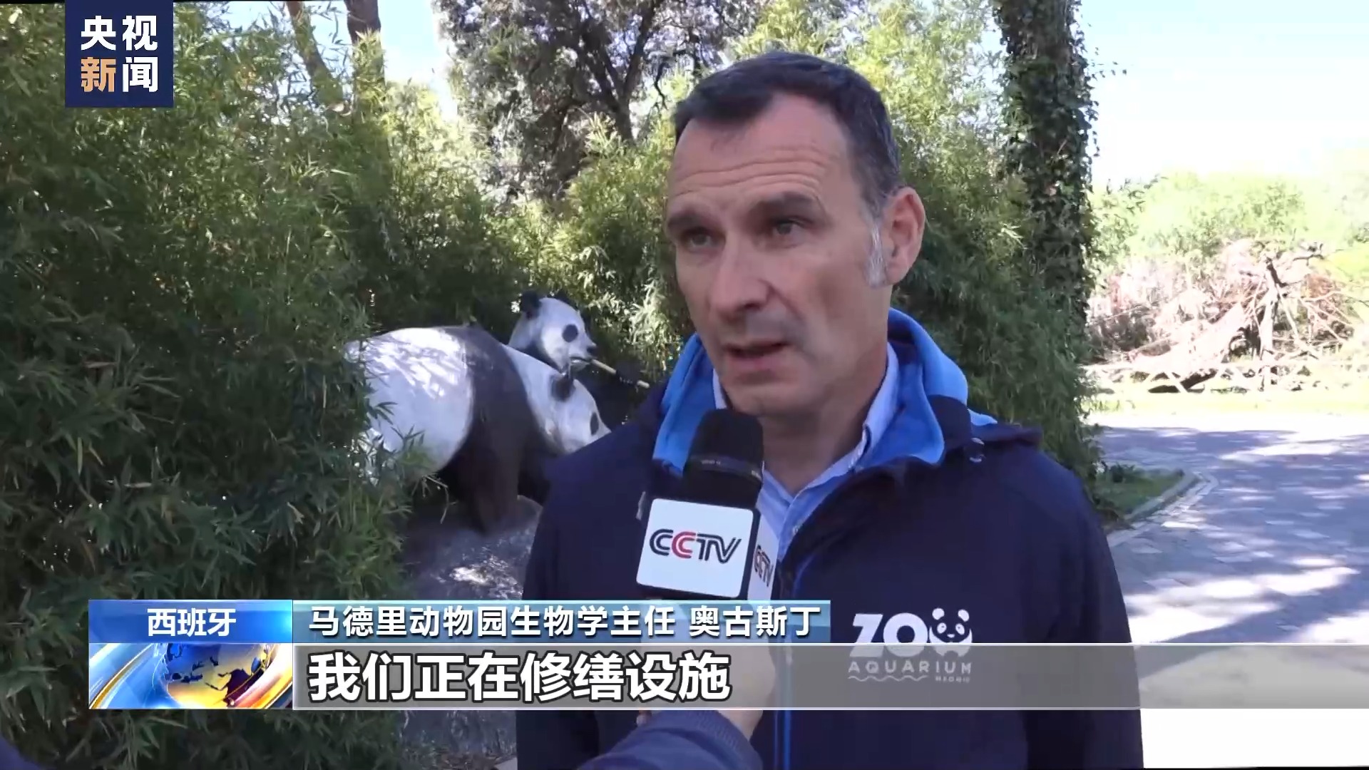 西班牙马德里动物园即将迎来新一批大熊猫